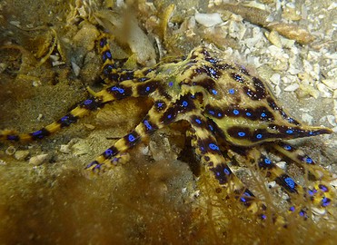 Blue-ringed Octopus at night. Taken at Blairgowrie Marina, Victoria, AU. Photo by Saspotato.