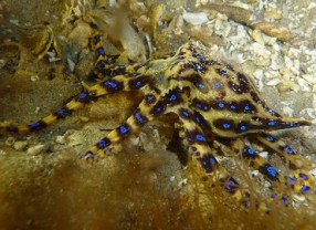 Blue-ringed Octopus at night. Taken at Blairgowrie Marina, Victoria, AU. Photo by Saspotato.