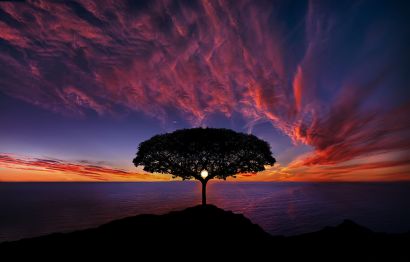 1280px-Tree_in_sunset