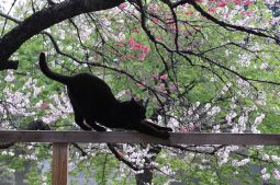 800px-Stretching_black_cat_on_a_railing_and_cherry_blossom_trees-Hisashi-01