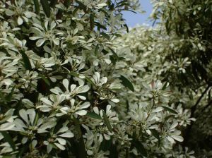 1024px-Euphorbia_leucocephala_closeup