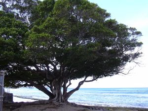 1024px-Starr_031209-0002_Ficus_microcarpa