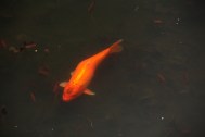 Gold_Fish_in_Chinese_Gardens